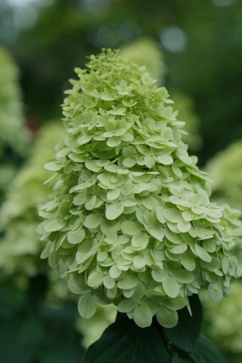 Гортензія волотиста ‘Пастель Грін’|Hydrangea paniculata ‘Pastelgreen’|Гортензія волотиста ‘Пастель Грін’